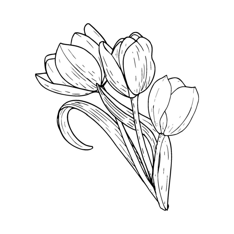 tulipán flor ramo de flores ilustración tres. curvo hojas bulbo cabeza negro contorno gráfico dibujo. botánico florecer saludo tarjeta. tinta línea contorno silueta contorno vector