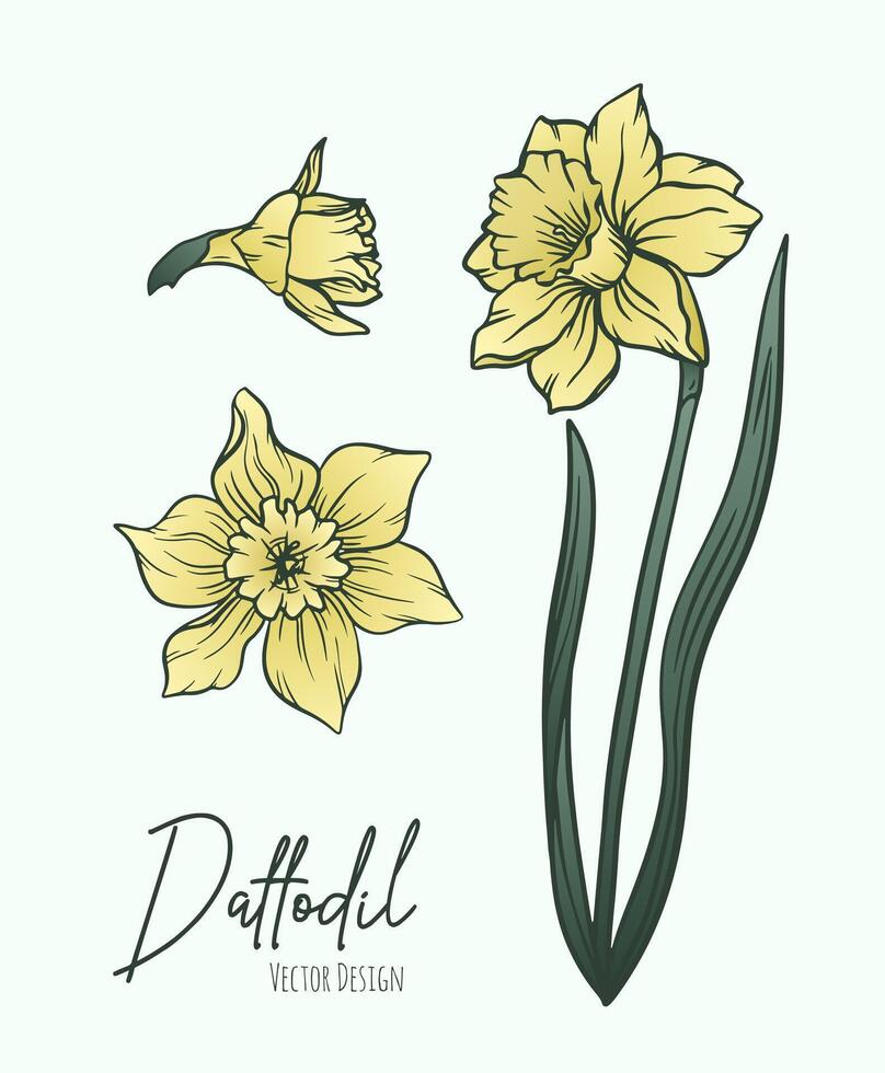 Botanical line art illustration of daffodil or narcissus flowers for wedding invitation and cards, logo design, web, social media and poster, template, advertisement, beauty and cosmetic industry. vector