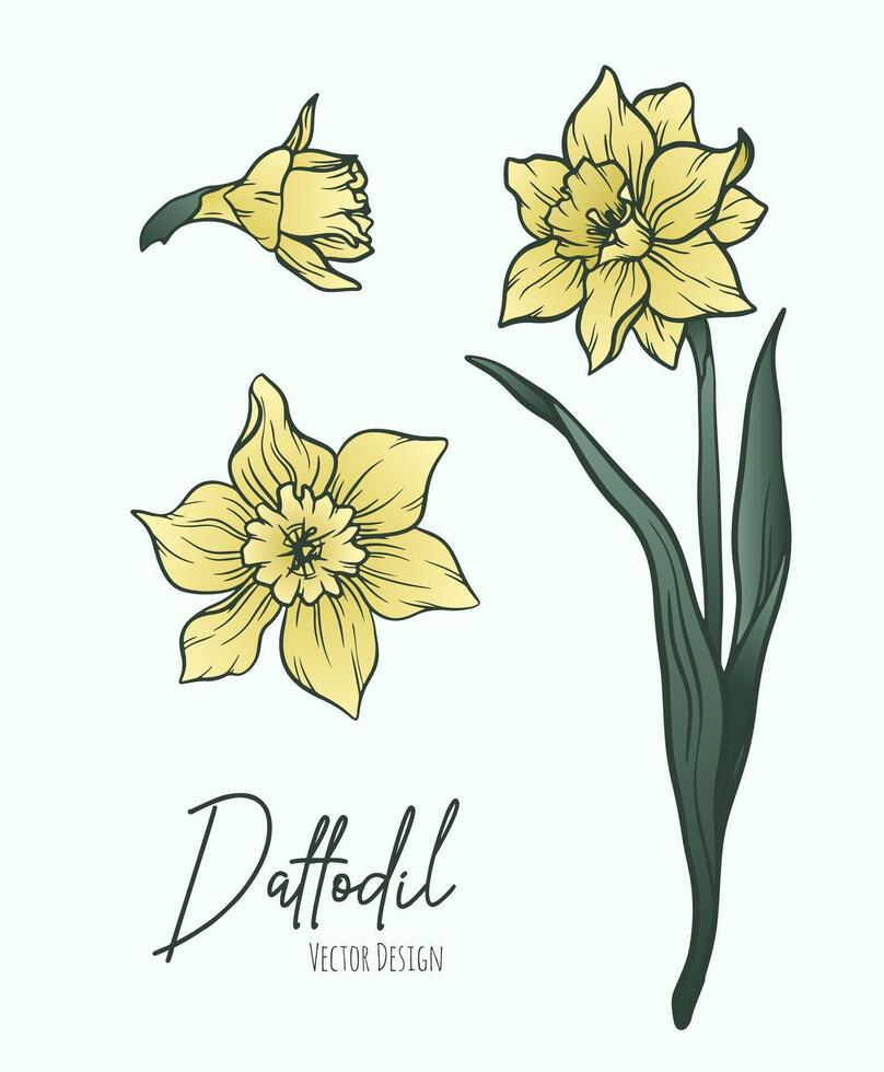 Botanical line art illustration of daffodil or narcissus flowers for wedding invitation and cards, logo design, web, social media and poster, template, advertisement, beauty and cosmetic industry. vector