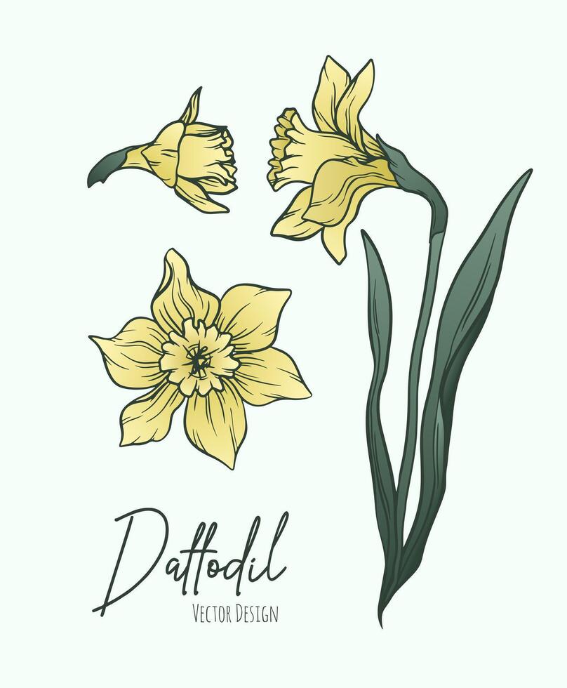 Botanical line art illustration of daffodil or narcissus flowers for wedding invitation and cards, logo design, web, social media and poster, template, advertisement, beauty and cosmetic industry. vector