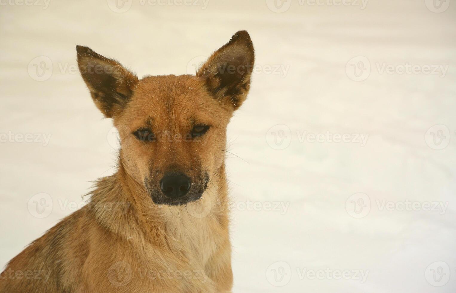 A stray homeless dog. Portrait of a sad orange dog on a snowy background photo