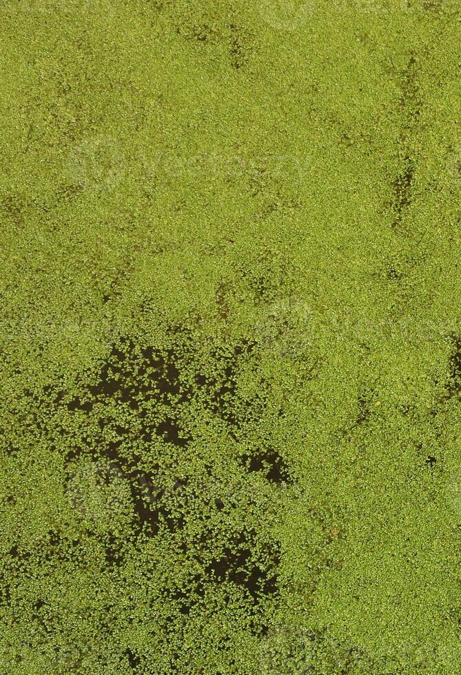 textura de agua de pantano salpicada de lenteja de agua verde y vegetación de pantano foto