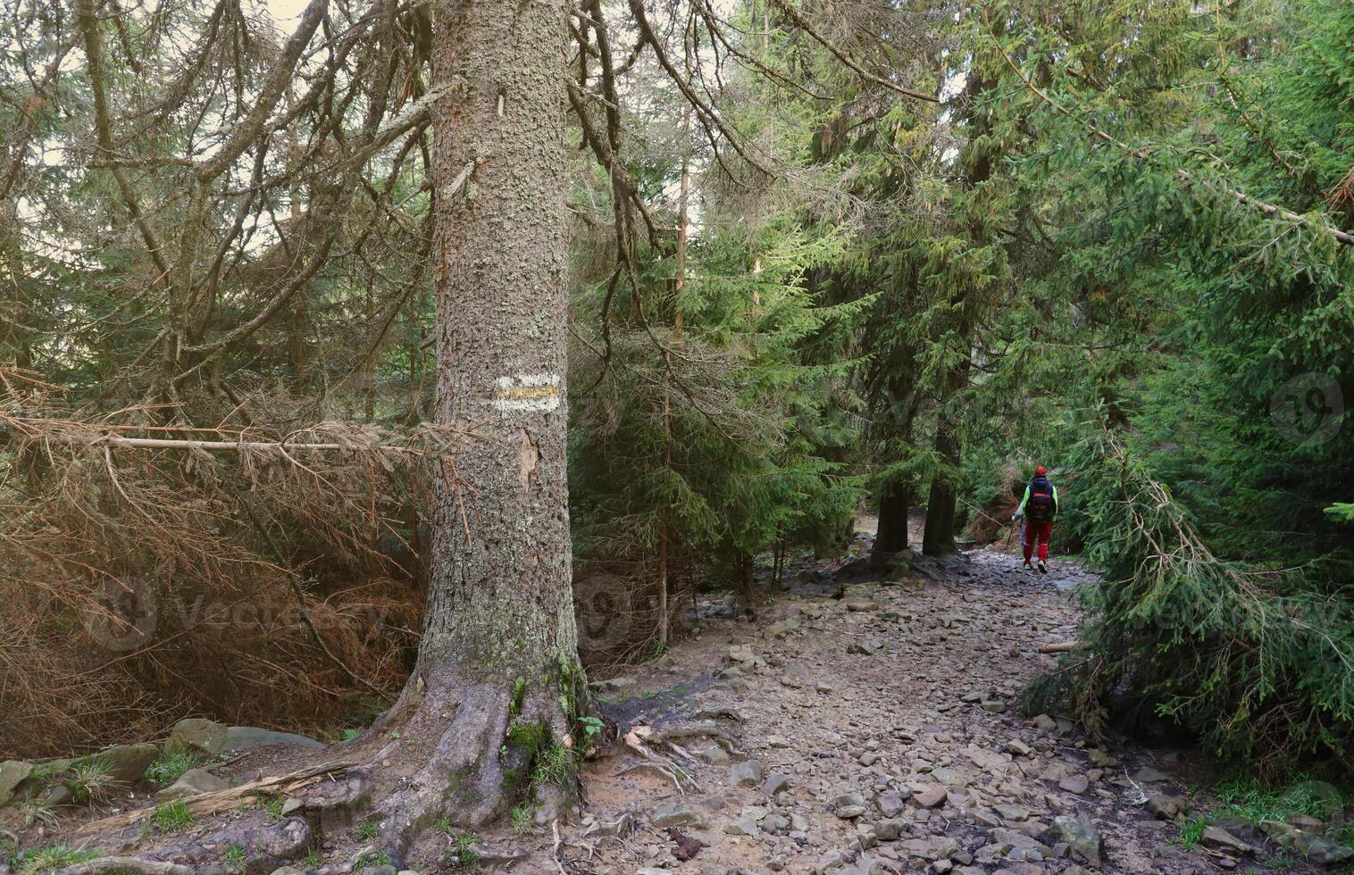 Walking trail background. Yellow and white forest path on brown tree trunk. Guide sign made with paint on hiking trail. Symbol points right way to go photo