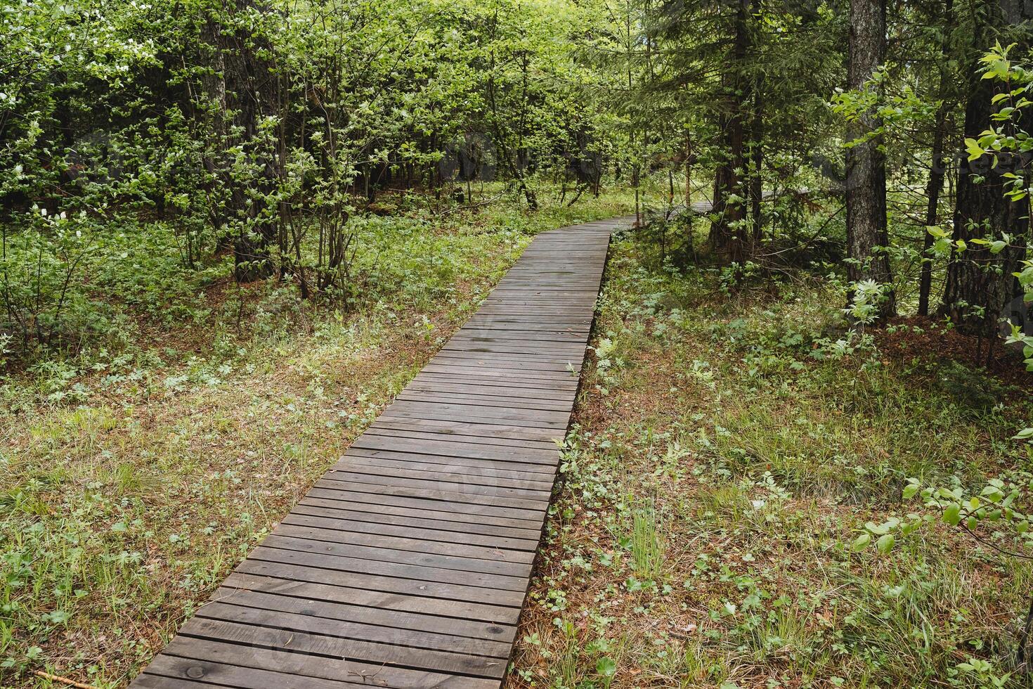 A trail of boards lies in the forest, a tourist route leads to a park, a walking road, walking in nature. photo