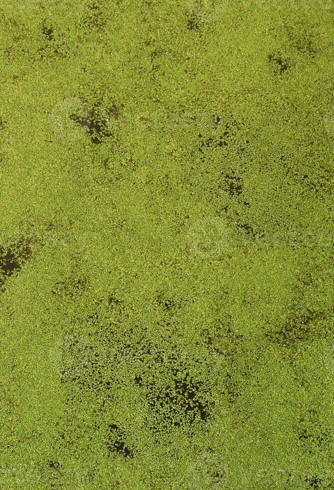 Texture of swamp water dotted with green duckweed and marsh vegetation photo