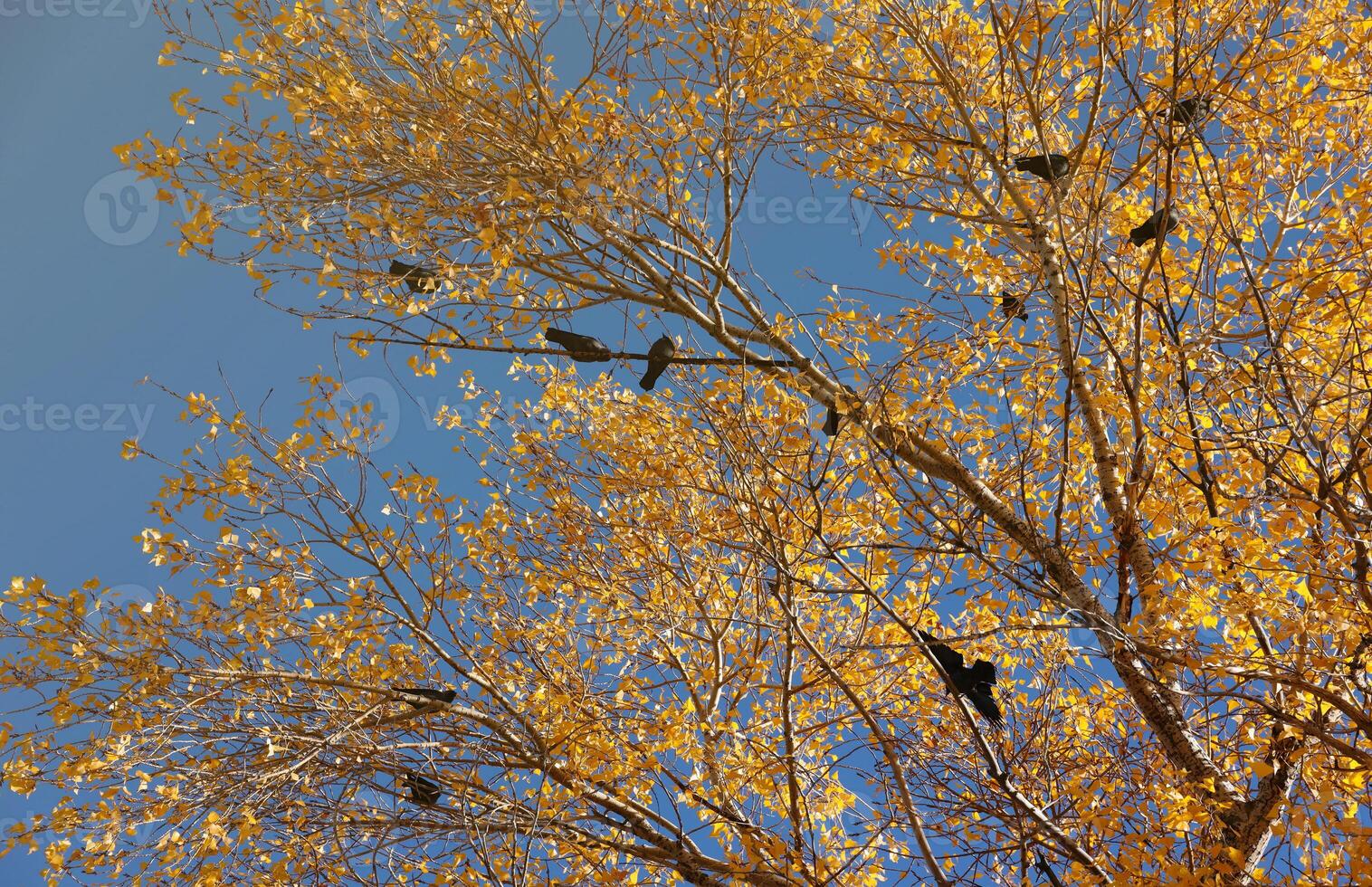 Many black birds sits on the branches of tall autumn tree with yellow leaves against sky background photo