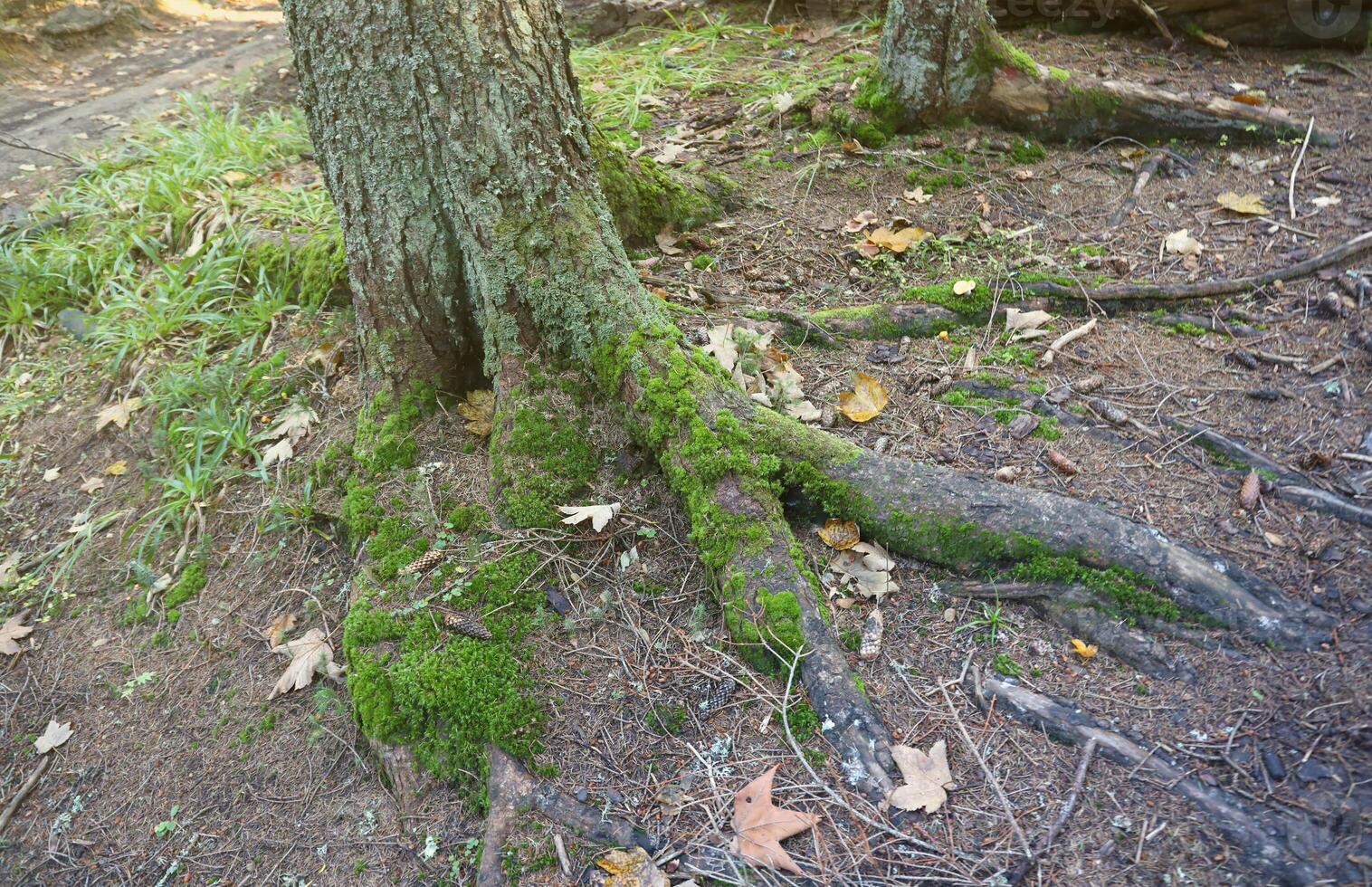 Many big and visible roots of old tree in mountain area forest photo