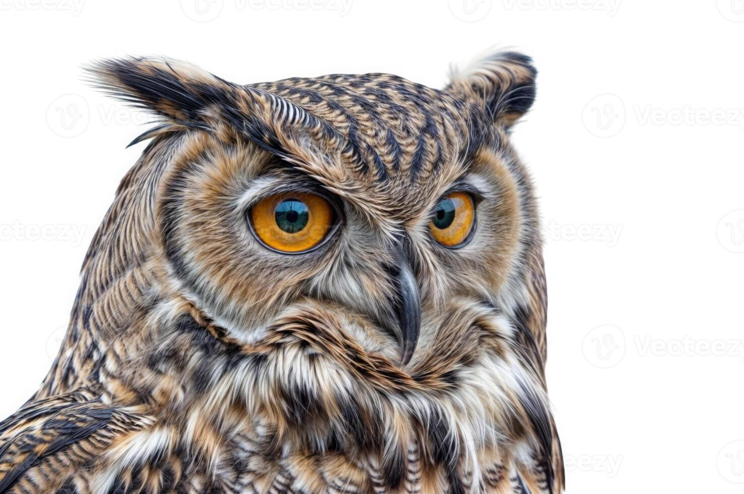 Close-up of an owl with detailed feathers and captivating eyes in wildlife portrait photo