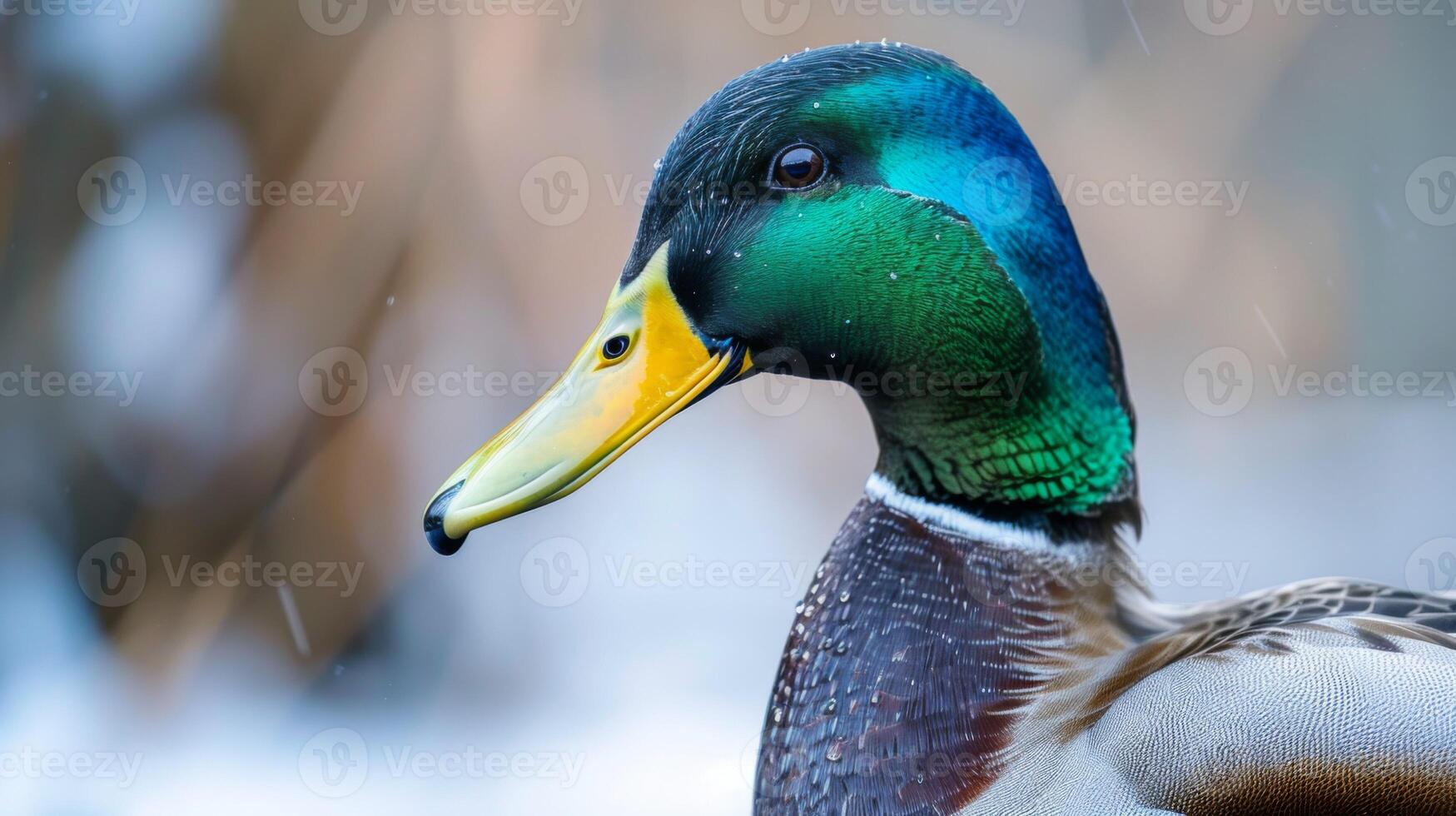 Close-up view of colorful Mallard duck with vibrant feathers and detailed texture in a natural habitat photo