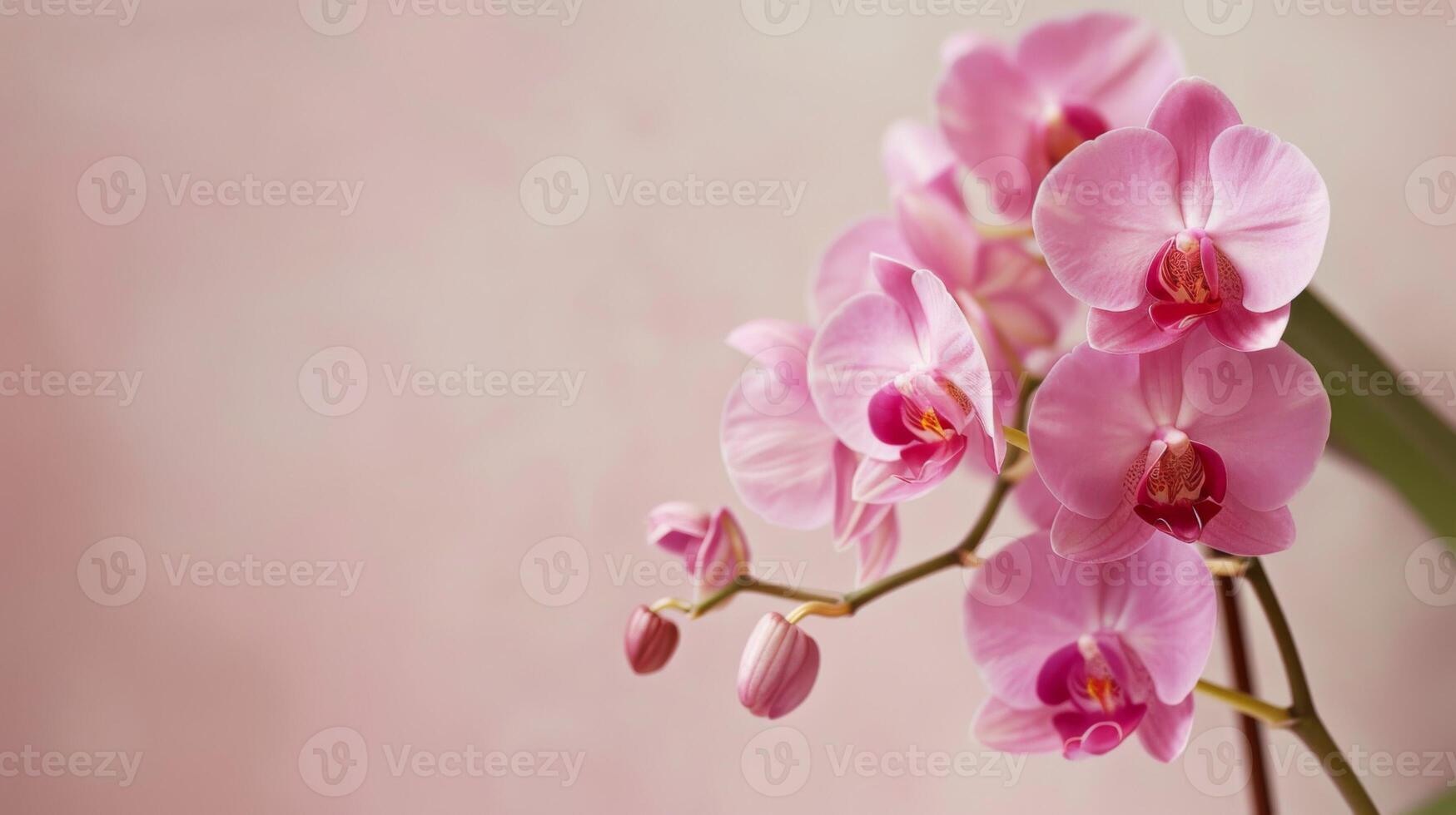 Pink orchid bloom showcasing the beauty, elegance, and delicate nature of botanical blossoms photo