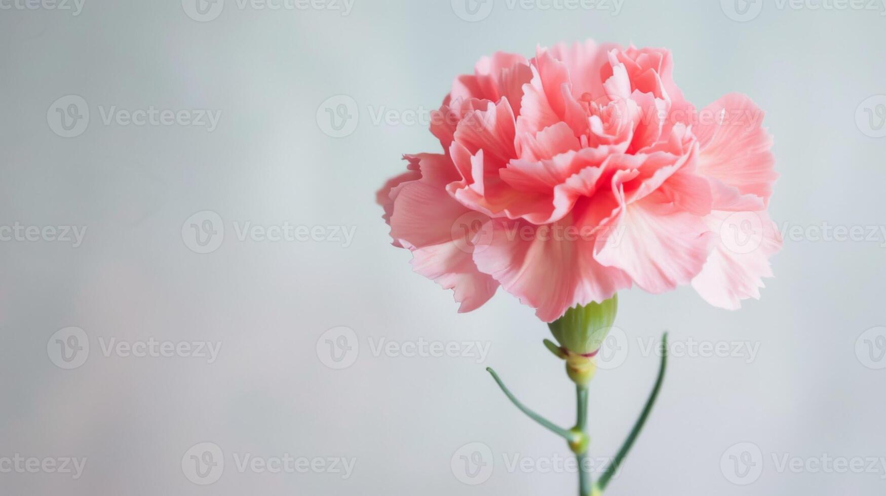 Pink Carnation Flower Bloom with Delicate Petals and Flora Elegance in a Macro Shot photo
