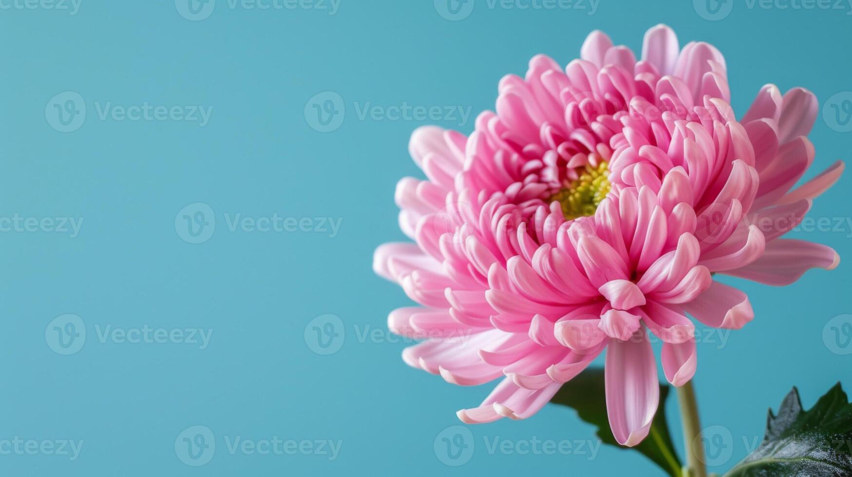 rosado crisantemo flor floración con vibrante pétalos y botánico belleza en contra un brillante azul antecedentes foto