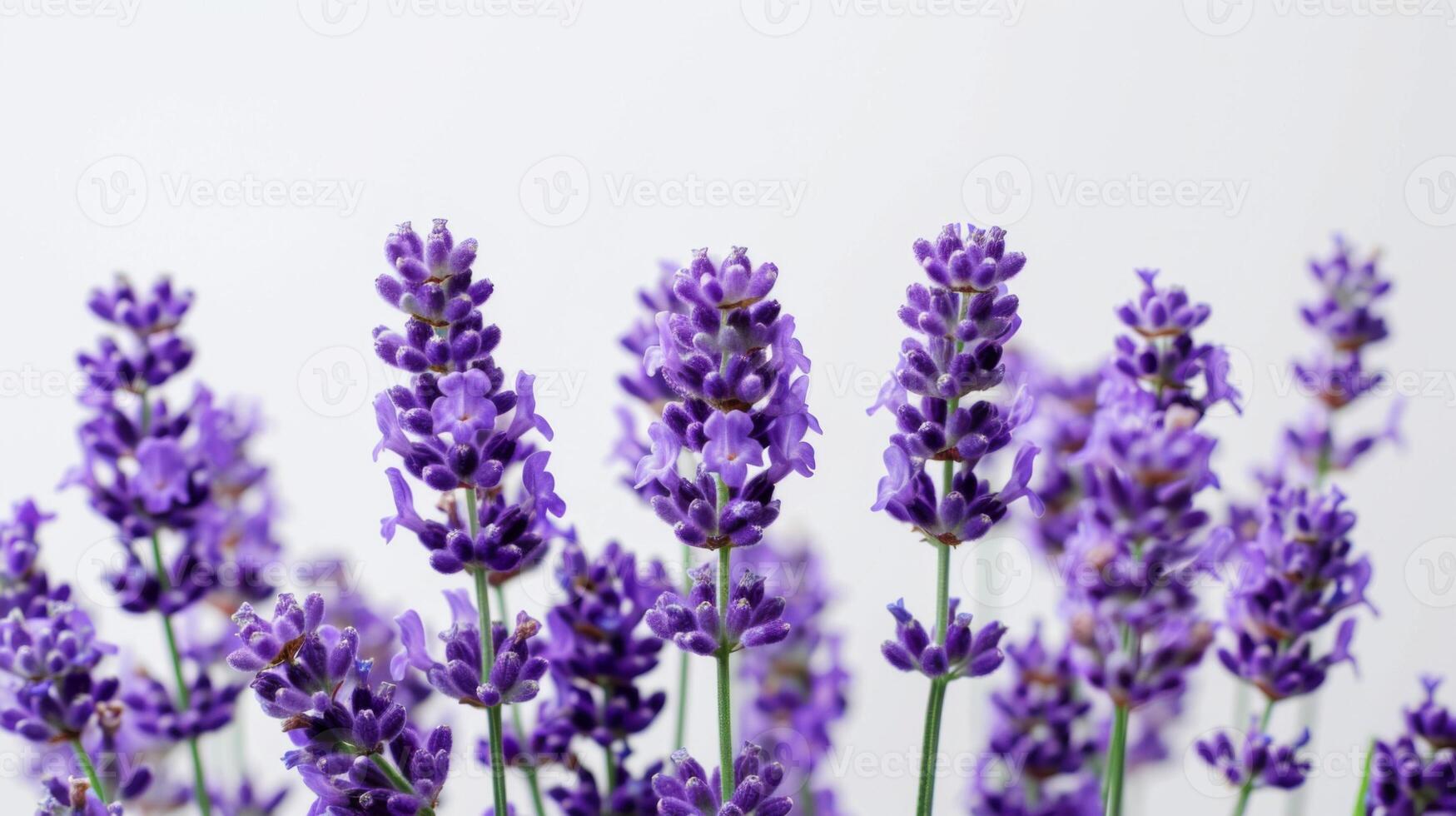 Lavender flowers in bloom showcasing purple hues and botany beauty in a tranquil nature setting photo