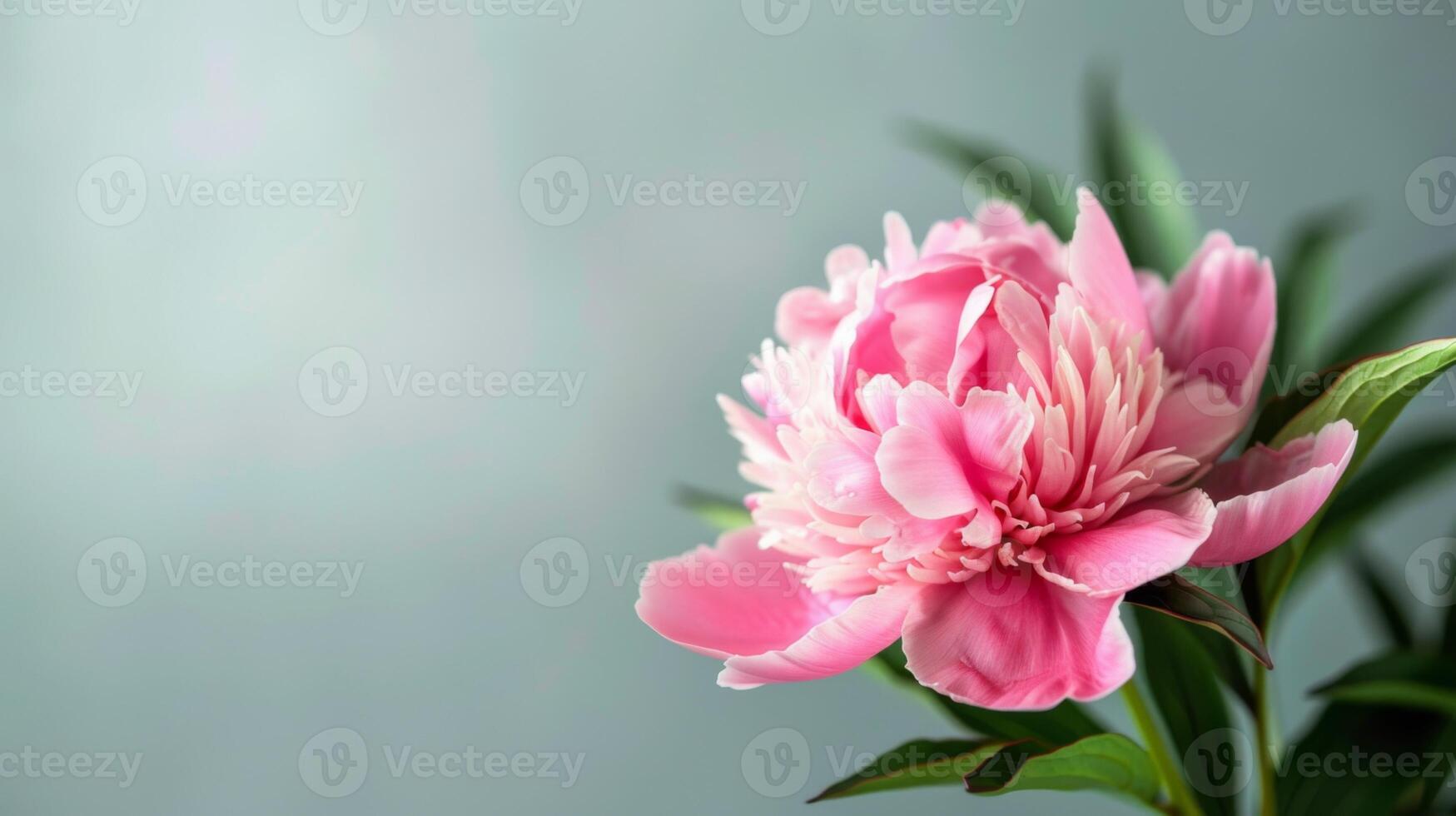 Pink peony flower in bloom displaying delicate petals and botanical elegance in a spring garden setting photo