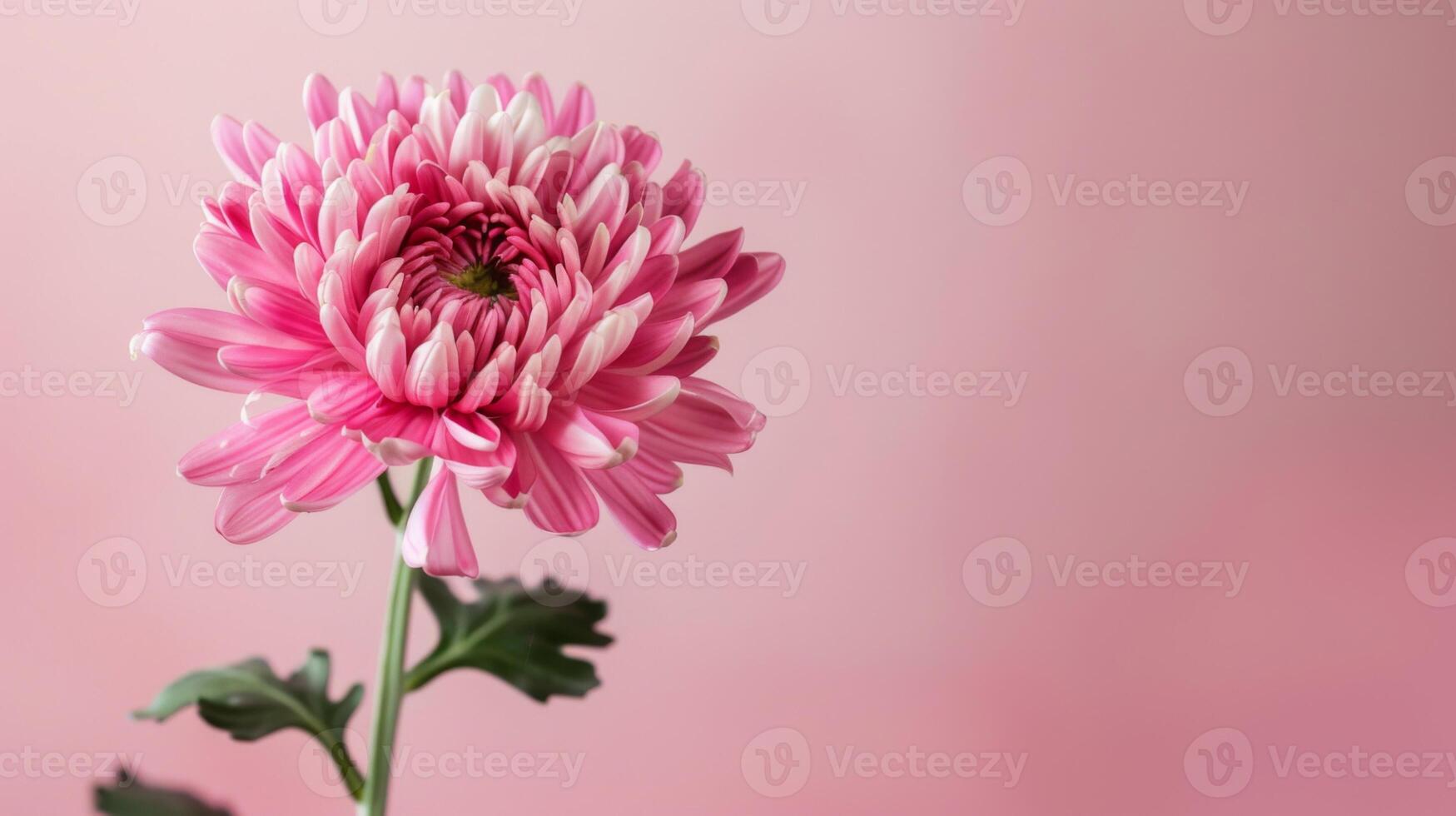 de cerca de un rosado crisantemo con Fresco floración mostrando floral belleza y elegancia foto