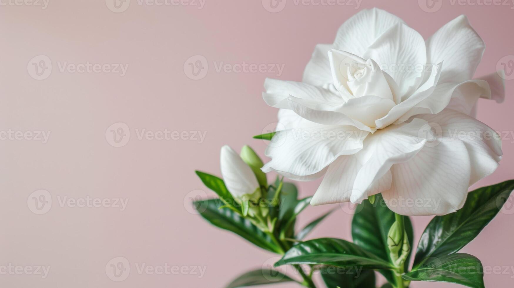 White gardenia flower in bloom with delicate petals and green leaves on a pastel background photo