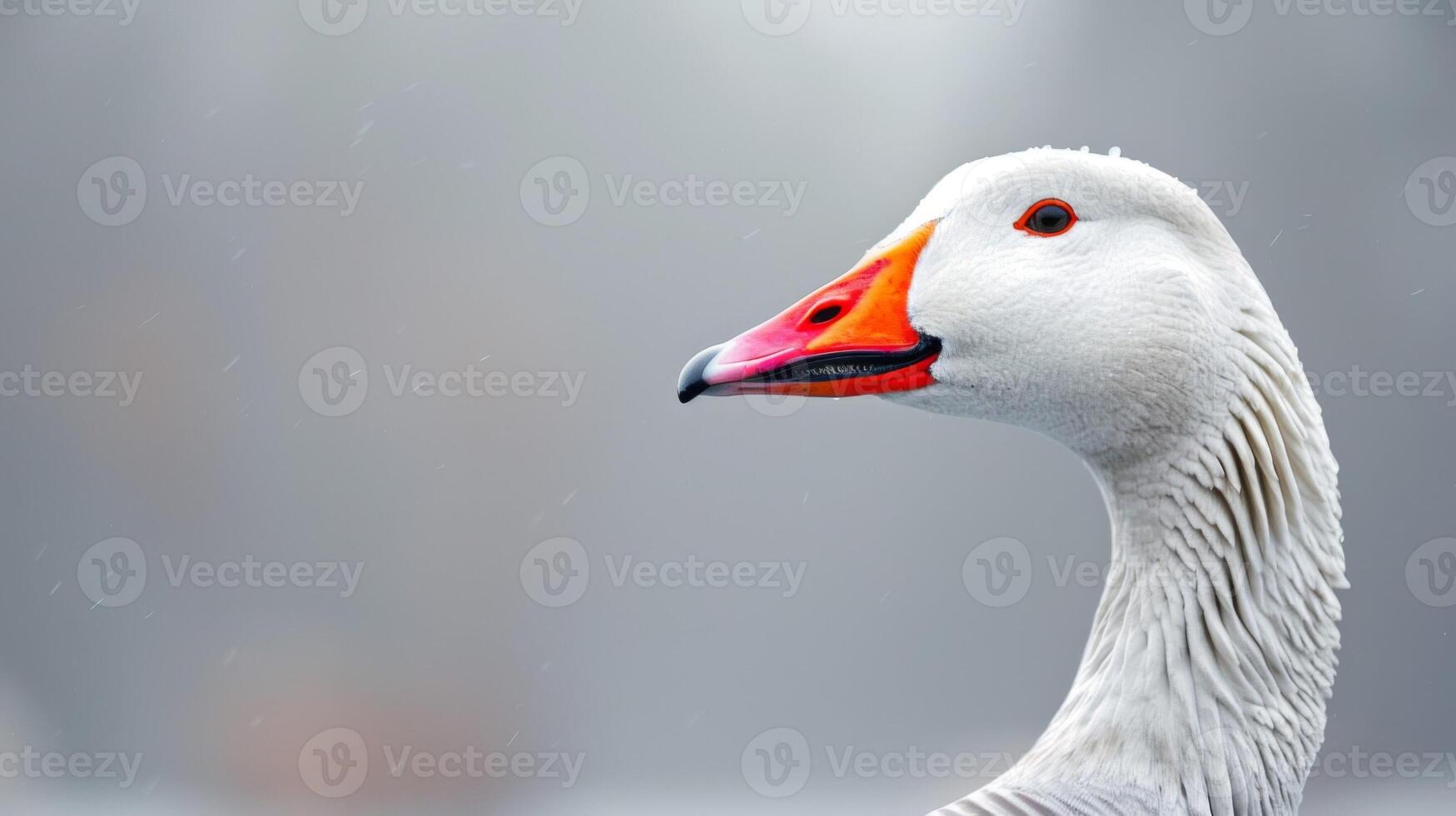 Close-up portrait of a goose featuring wildlife, bird, nature, feathers, beak, eye, waterfowl, and orange details photo