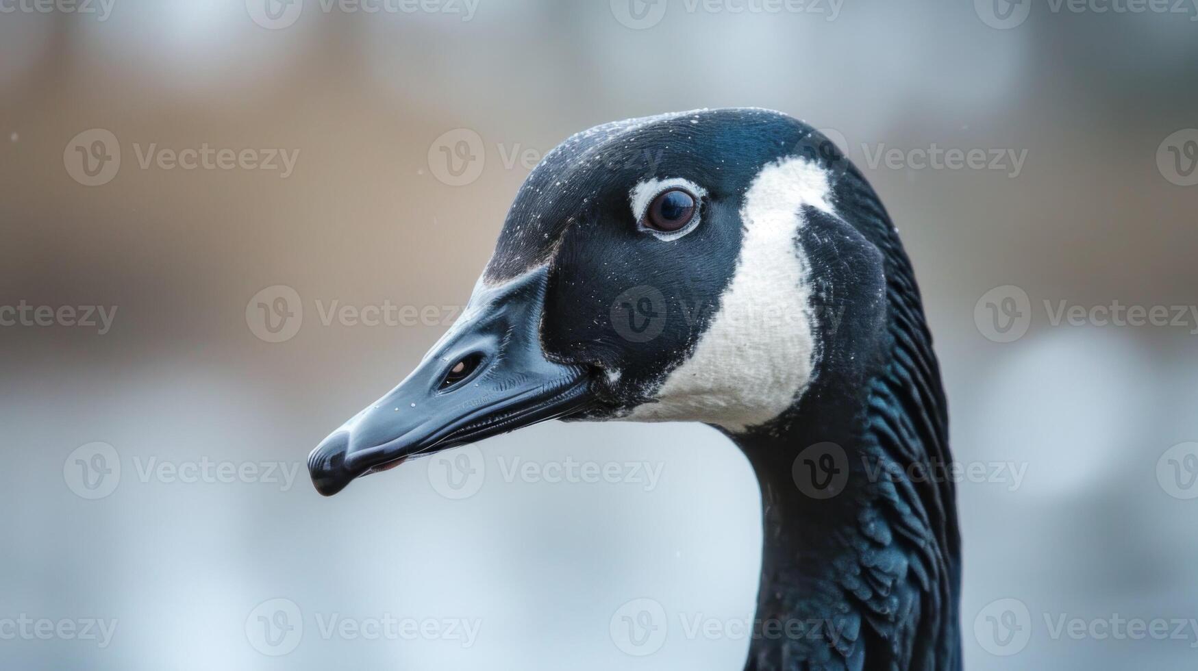 Close-up portrait of a goose with detailed plumage and watchful eyes in a natural setting photo