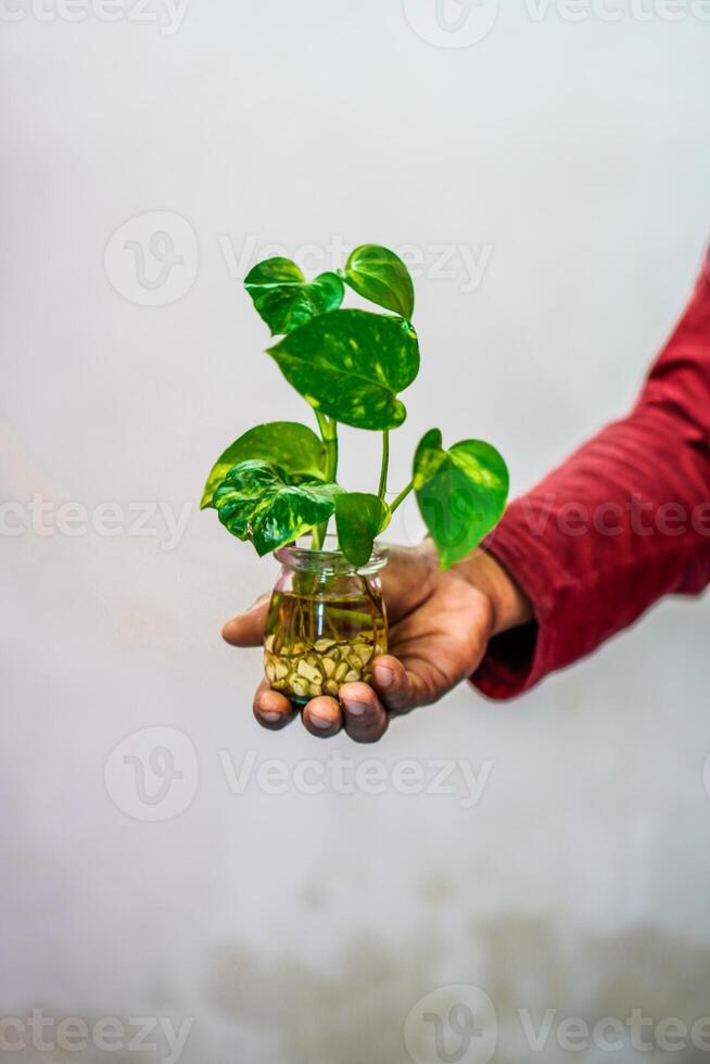 hand holding a pothos plant in a jar on a white background. photo