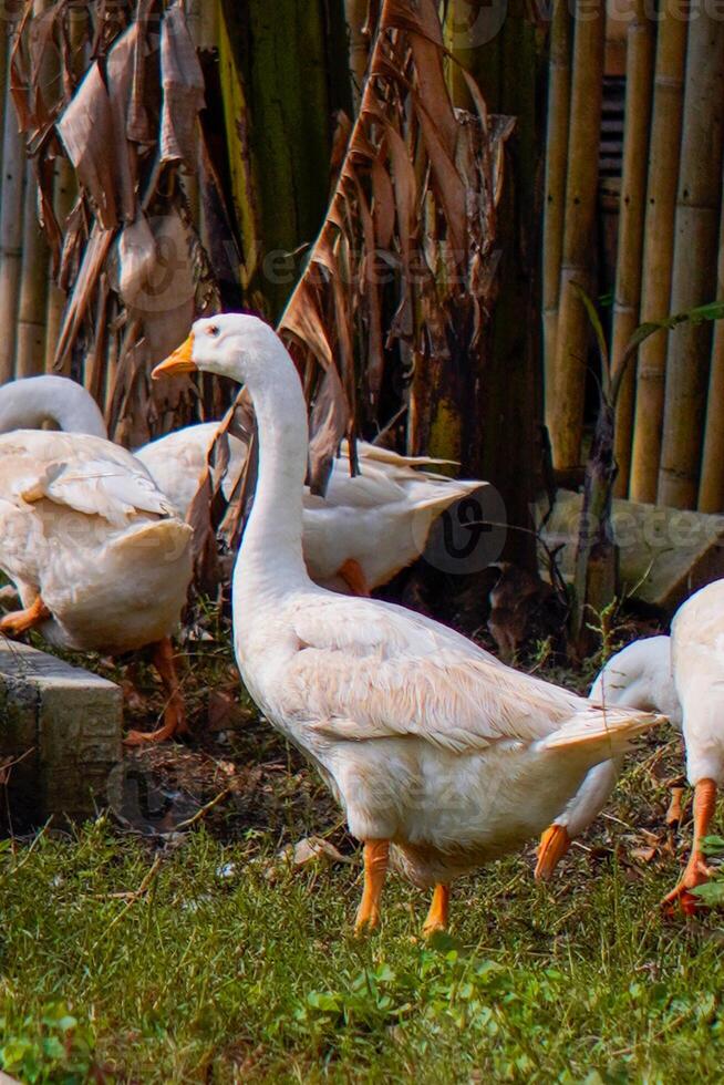 a group of geese gathering in a farm field. photo