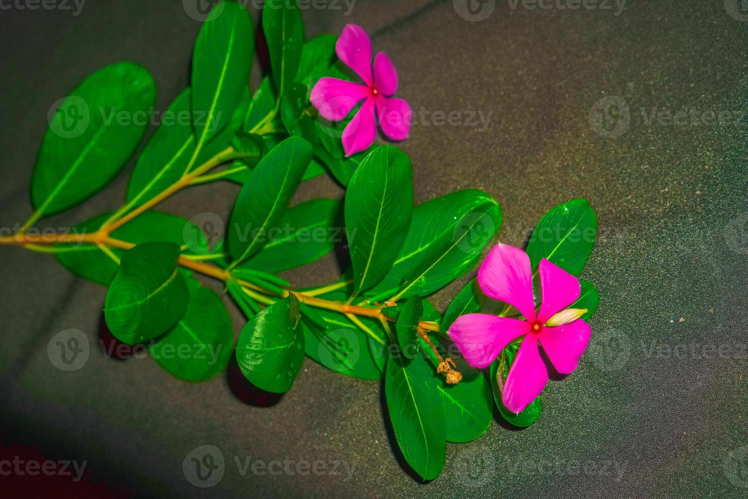 Close-up view of pink periwinkle flowers. photo