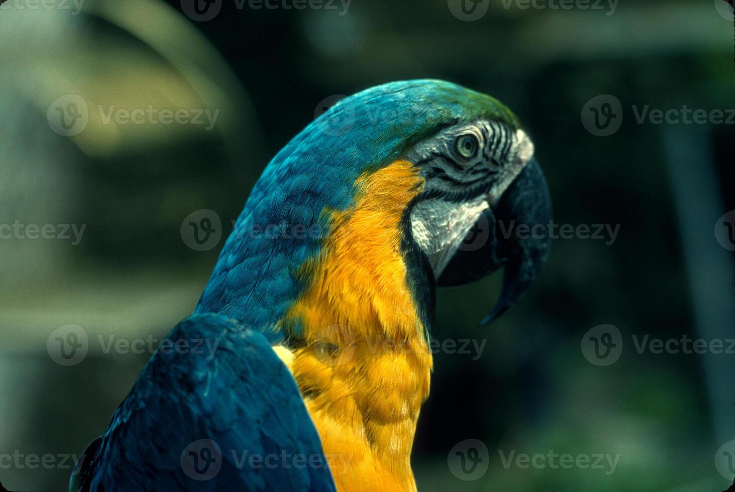 The blue-and-yellow macaw, also known as the blue-and-gold macaw, is a large parrot native to the Neotropics with a mostly blue back, light yellow orange belly, and green head feathers. photo