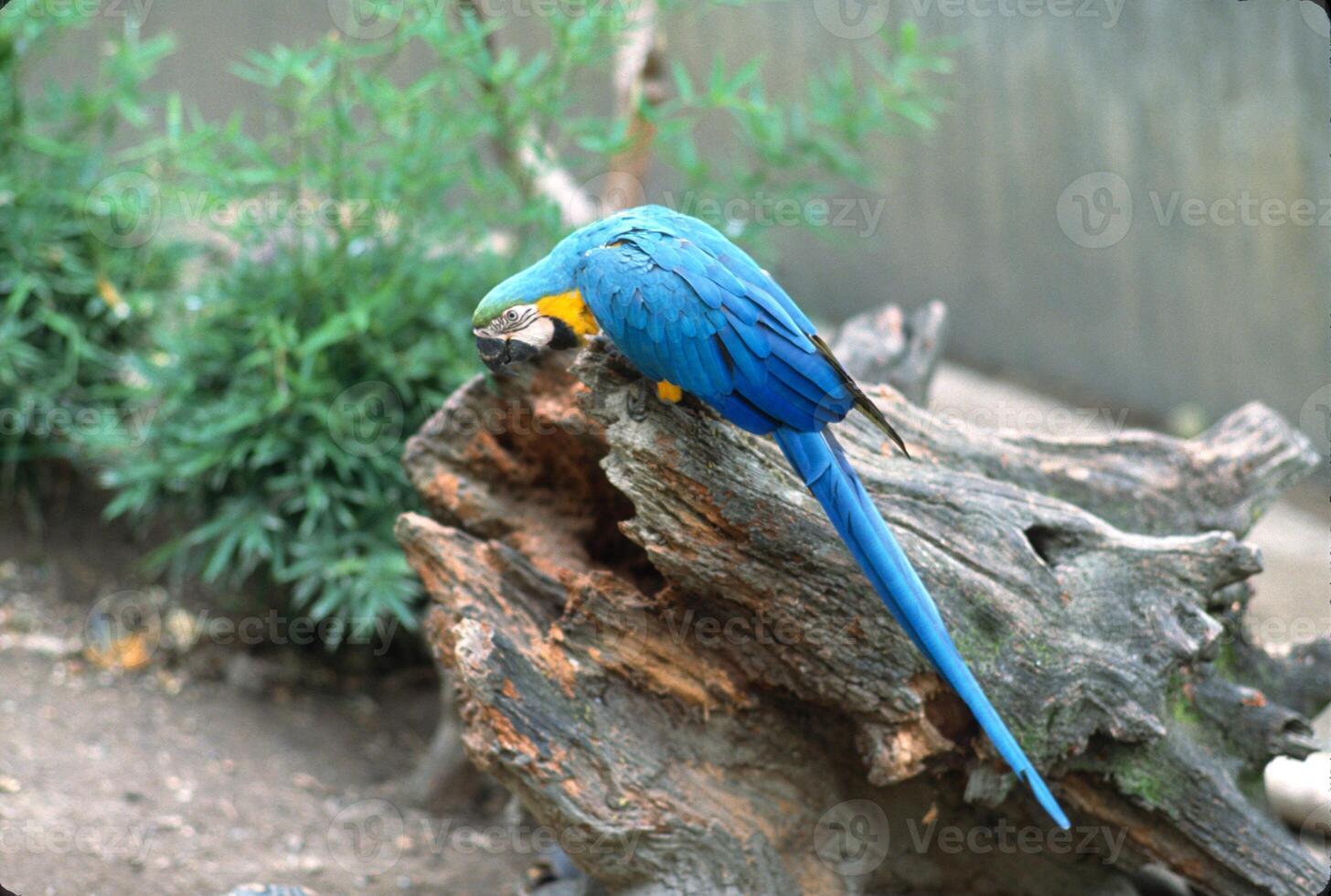 The blue-and-yellow macaw, also known as the blue-and-gold macaw, is a large parrot native to the Neotropics with a mostly blue back, light yellow orange belly, and green head feathers. photo