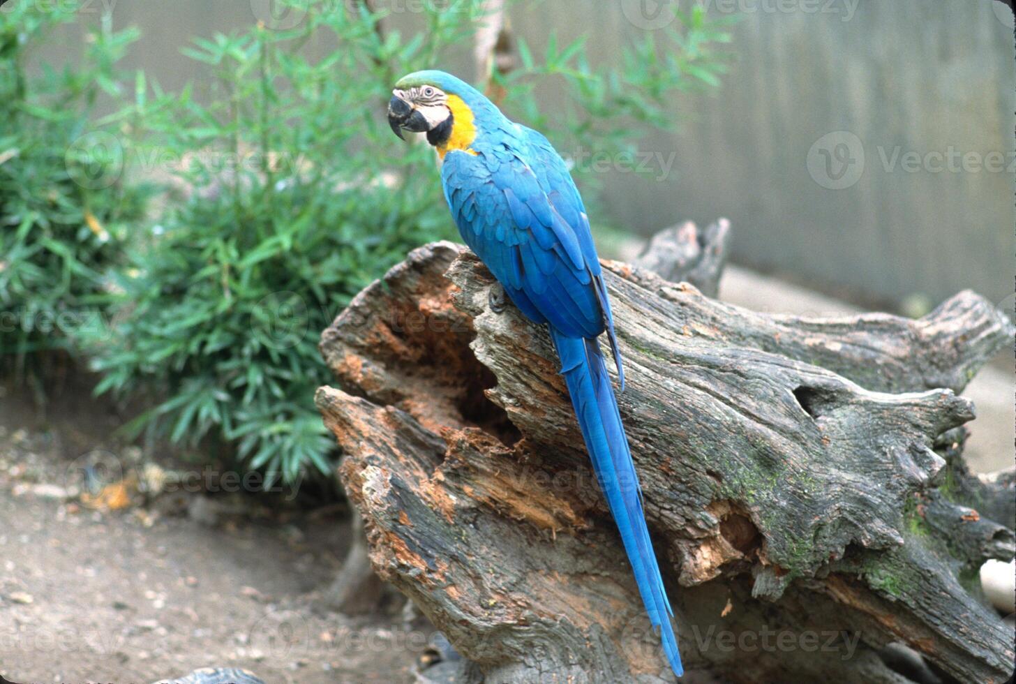 The blue-and-yellow macaw, also known as the blue-and-gold macaw, is a large parrot native to the Neotropics with a mostly blue back, light yellow orange belly, and green head feathers. photo
