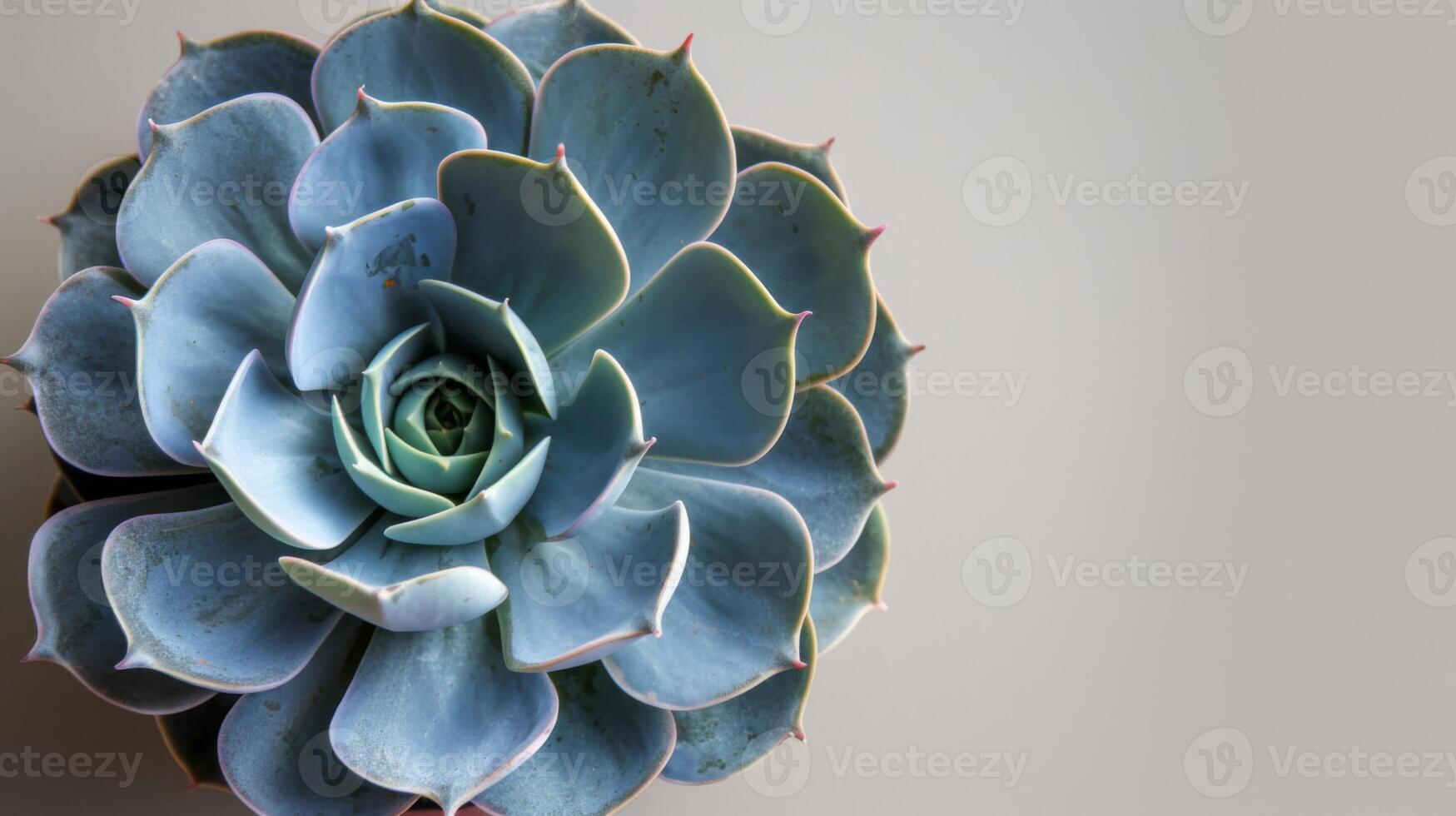 de cerca ver de un hermosa echeveria planta exhibiendo el botánico simetría y natural modelo de suculento hojas en un jardín ajuste foto