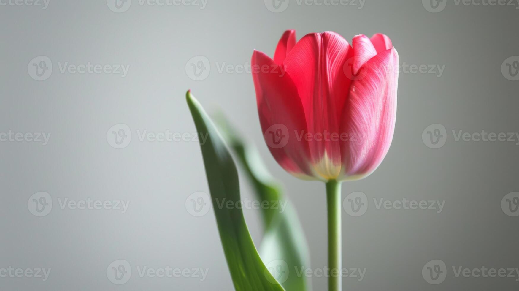Red tulip flower bloom with vibrant petals and a close-up view in spring photo