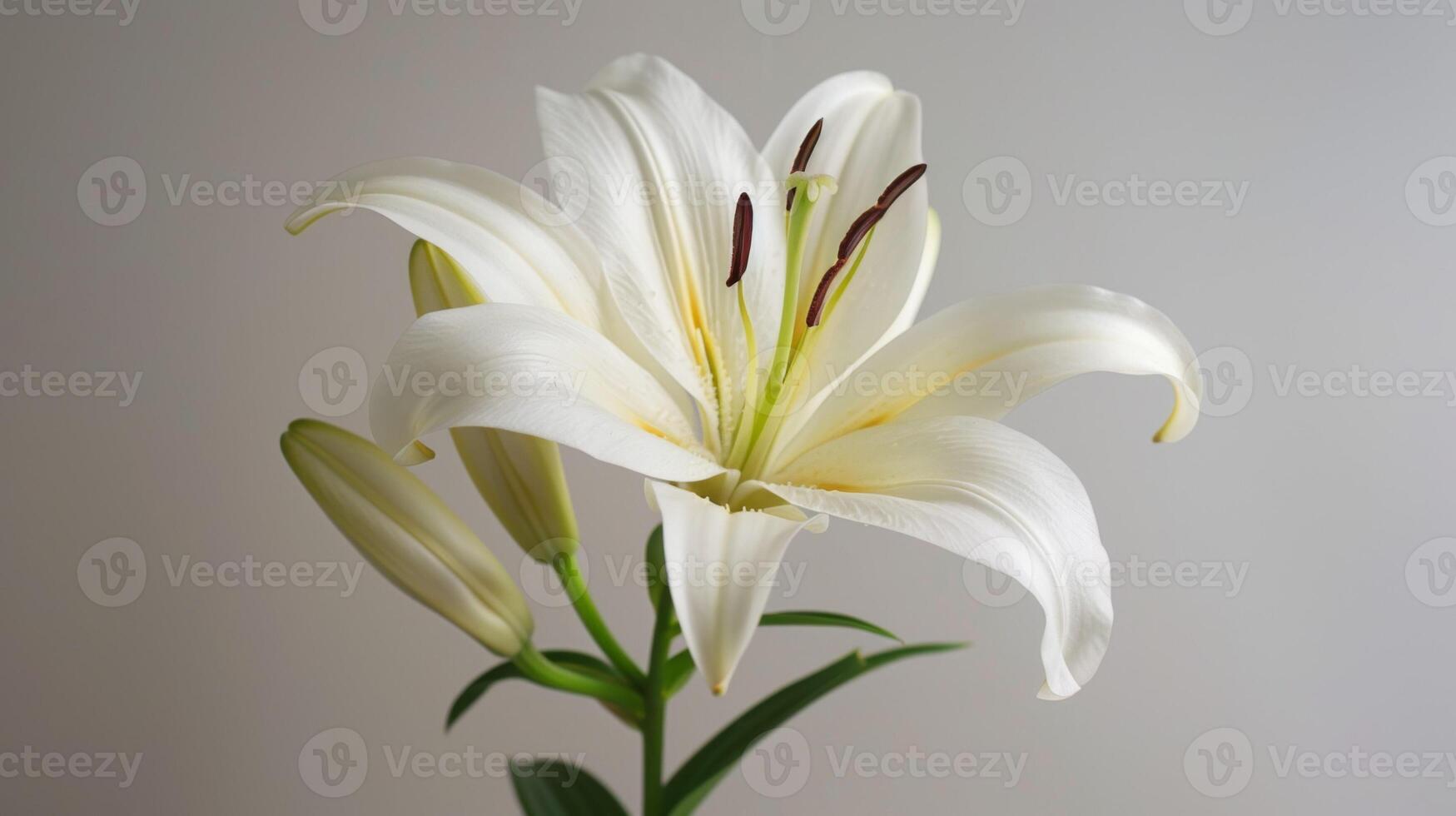 White lily flower in bloom showing petals, pistil, stamen, and elegant nature details photo
