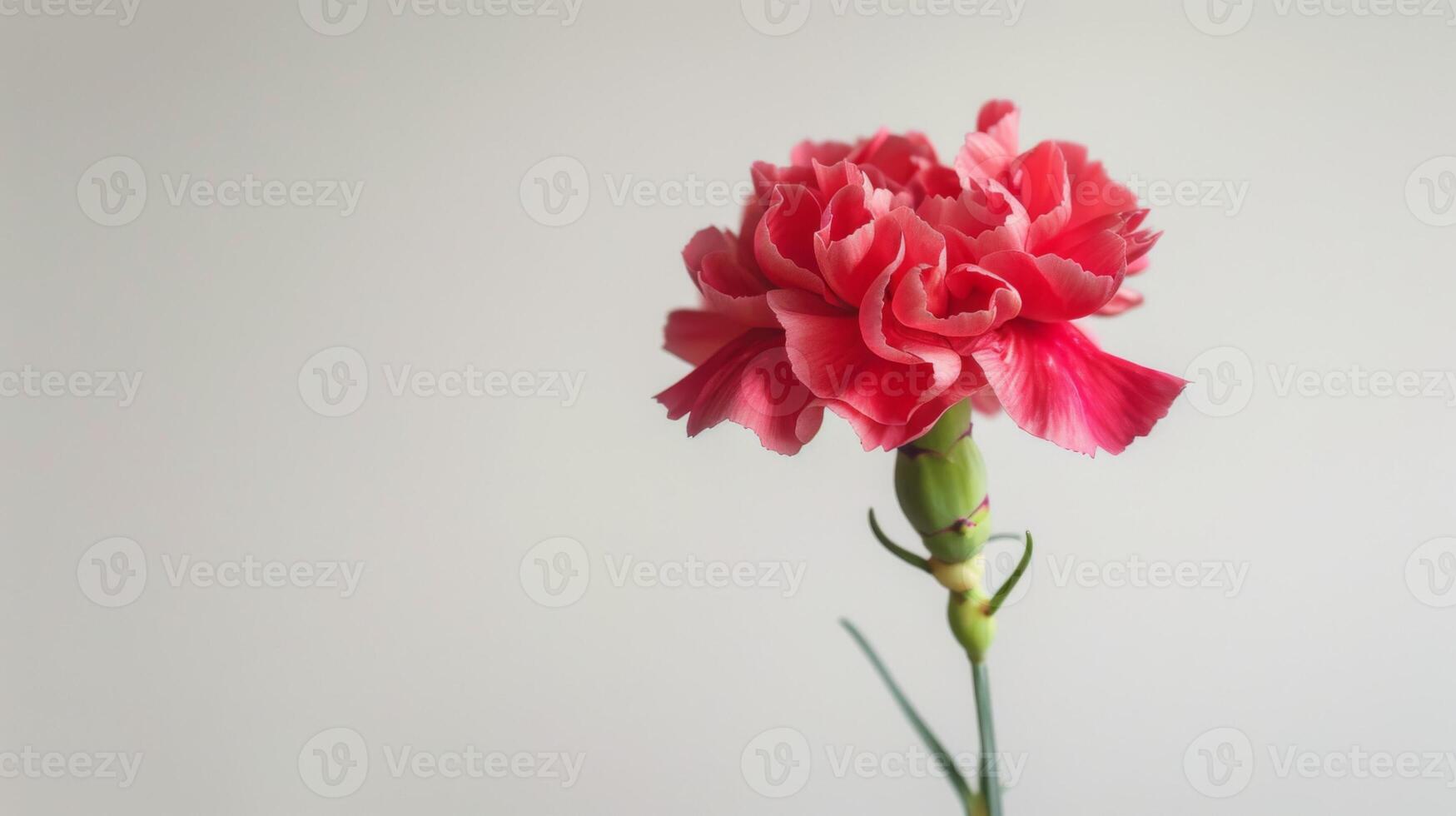 Carnation in pink bloom with delicate petals and close-up detail showcasing nature's beauty photo