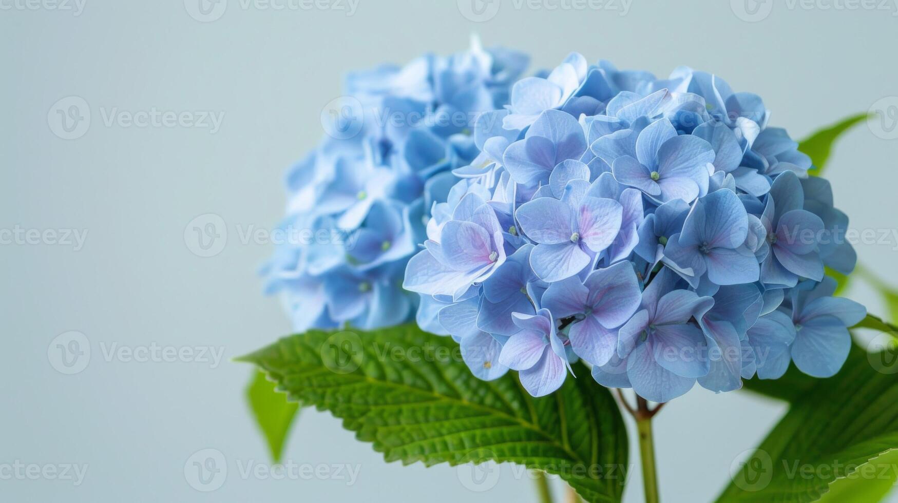 Blue hydrangea flowers in bloom with a macro close-up, showcasing the flora's botanical beauty in spring photo