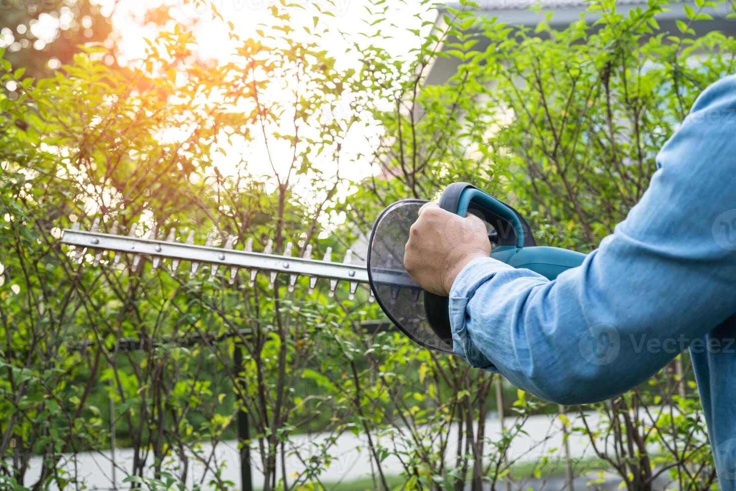 Woman taking care and growing plants, Hobby planting home garden, ornamental pruning. photo
