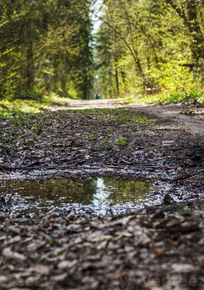Trees of the forest reflected in the puddle. Texture photo