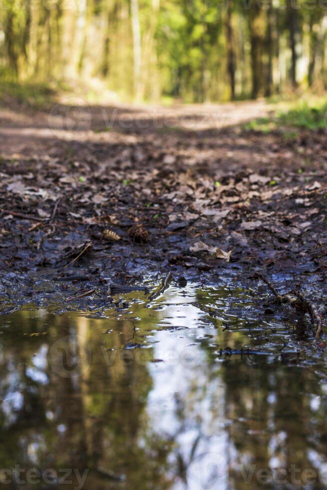 Trees of the forest reflected in the puddle. Texture photo