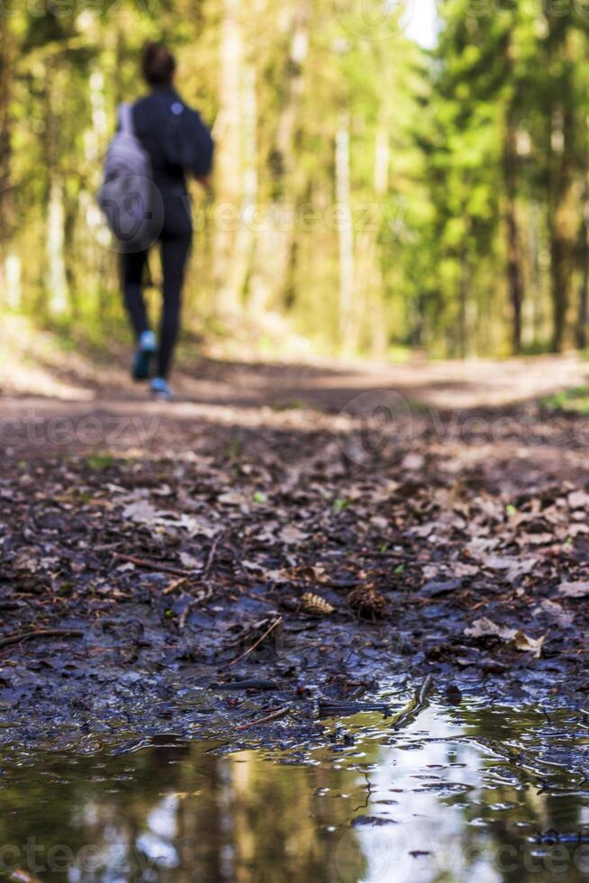 Trees of the forest reflected in the puddle. Texture photo