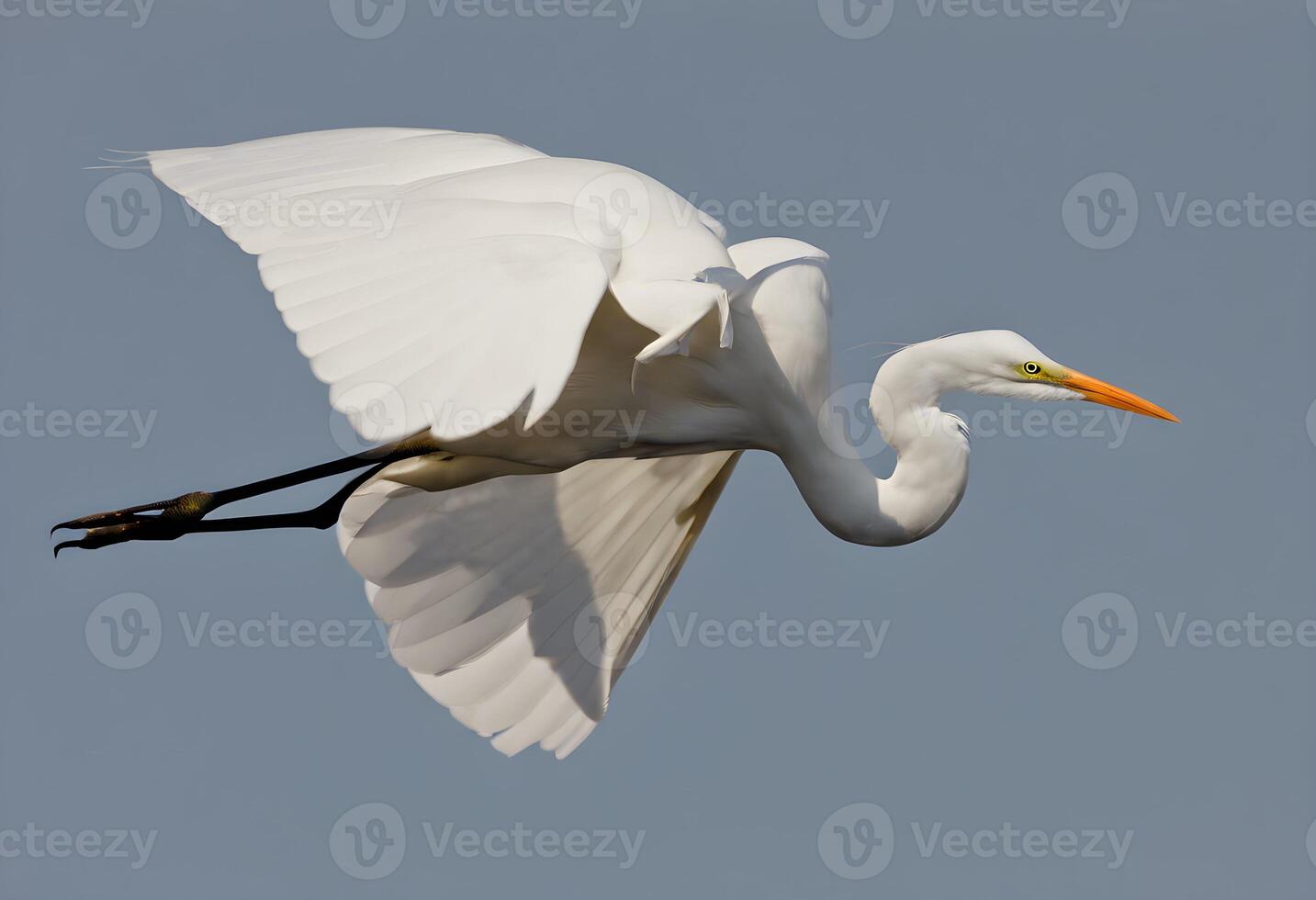 A view of a Great White Egret photo