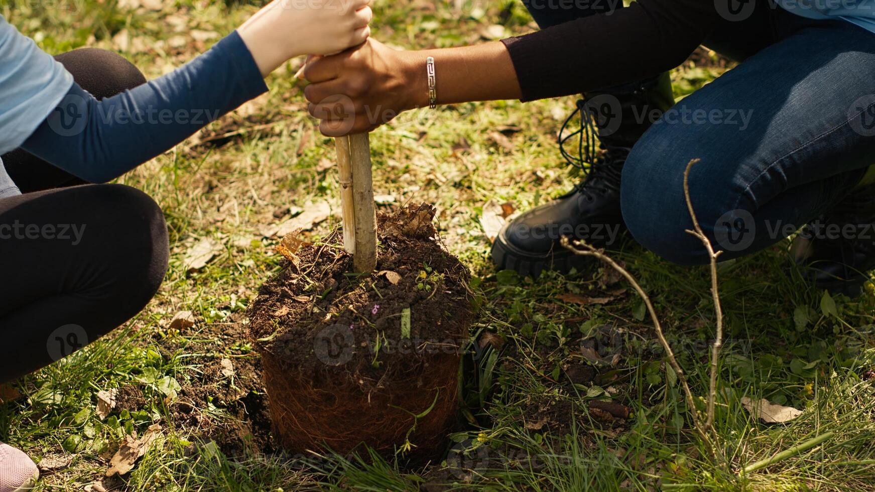 Child and her friend are planting a small tree in the woods, contributing to wildlife and nature preservation. Young girl doing voluntary work with teenager, environmental education. Camera A. photo