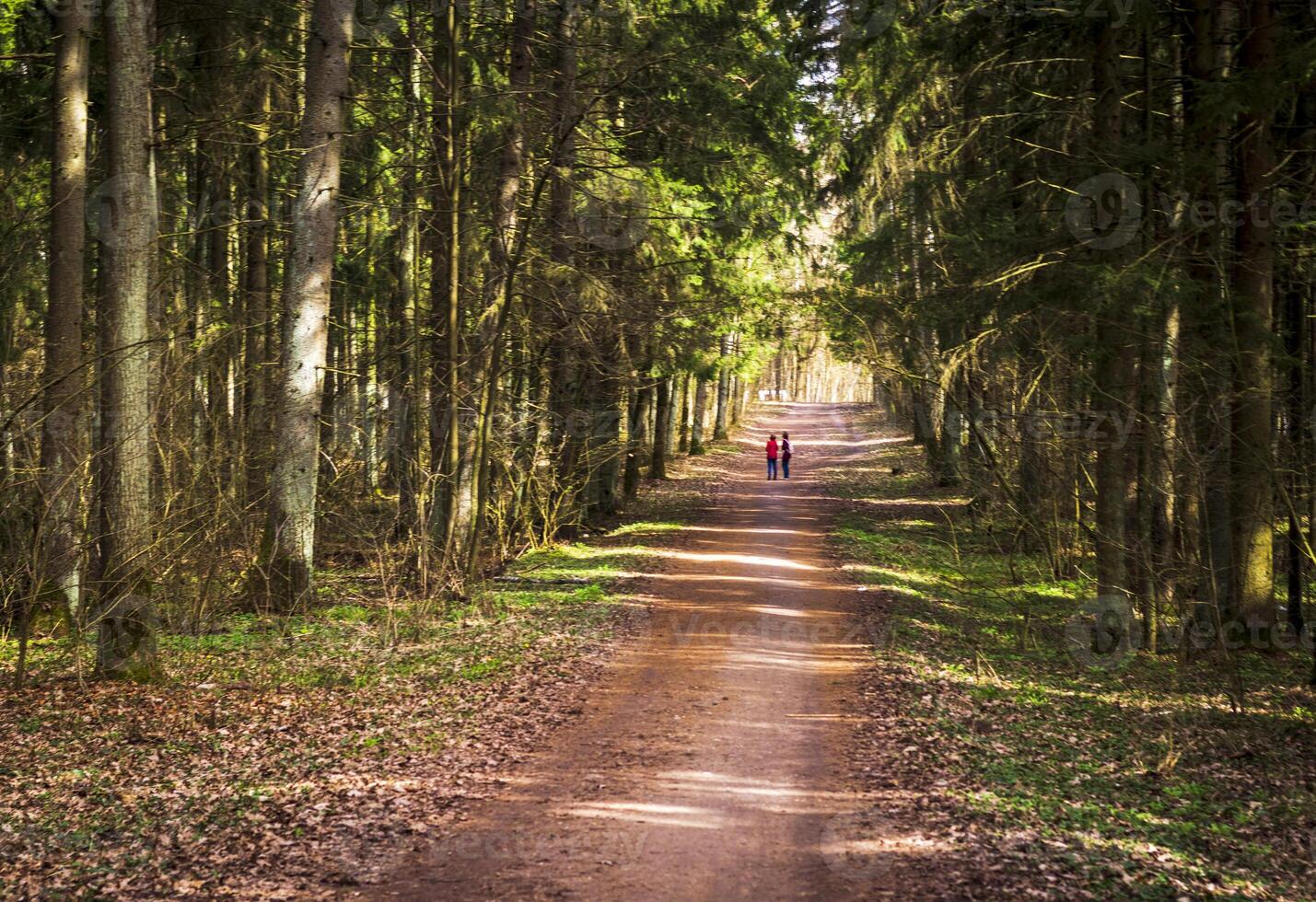 Landscape shot of the forest. Nature photo