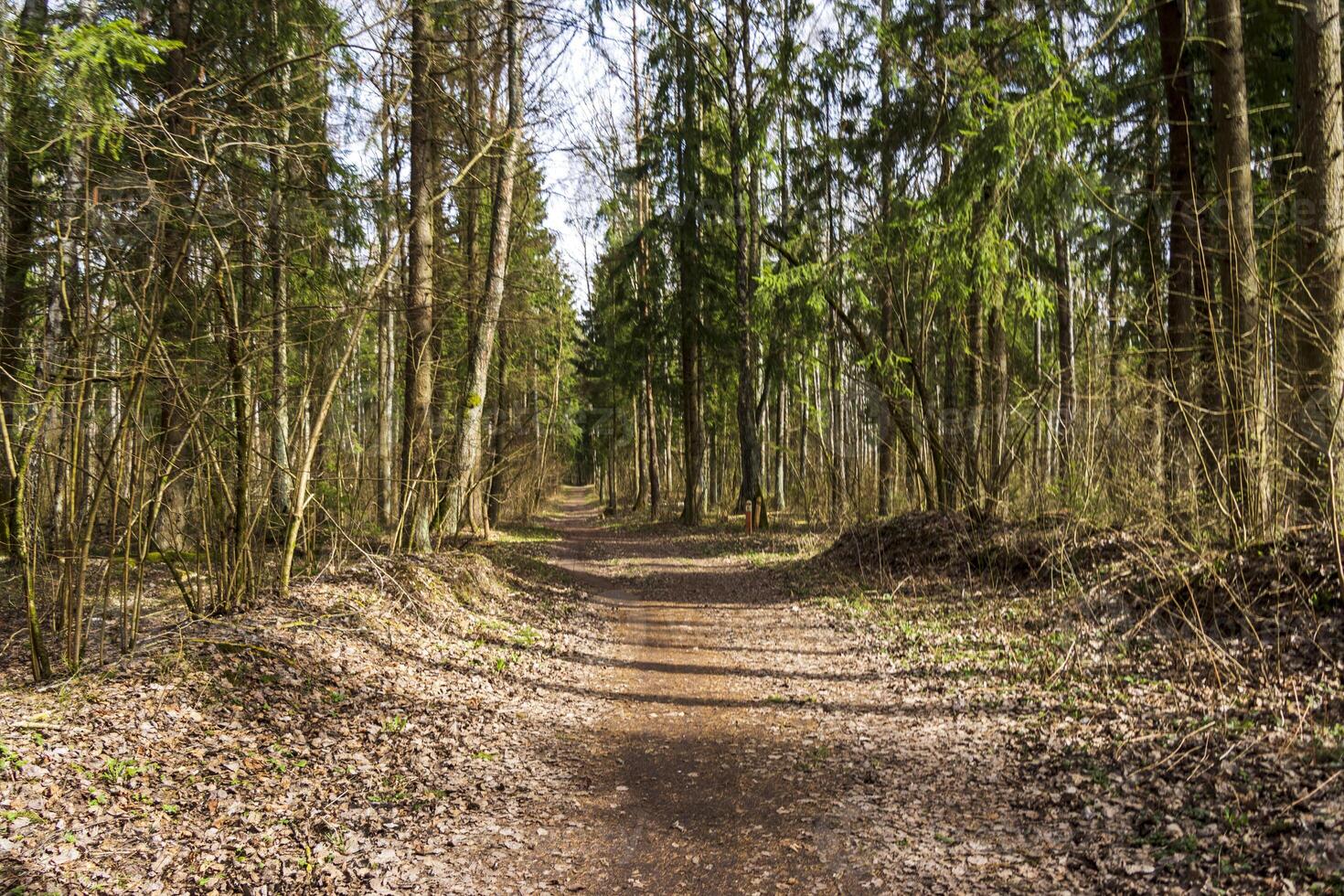 Landscape shot of the forest. Nature photo