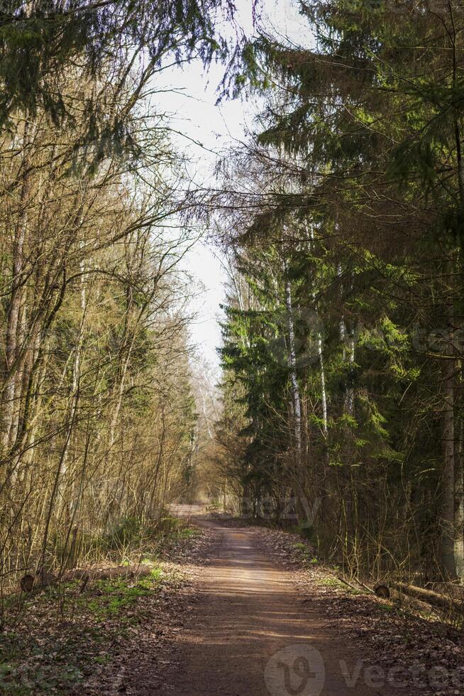 Landscape shot of the forest. Nature photo