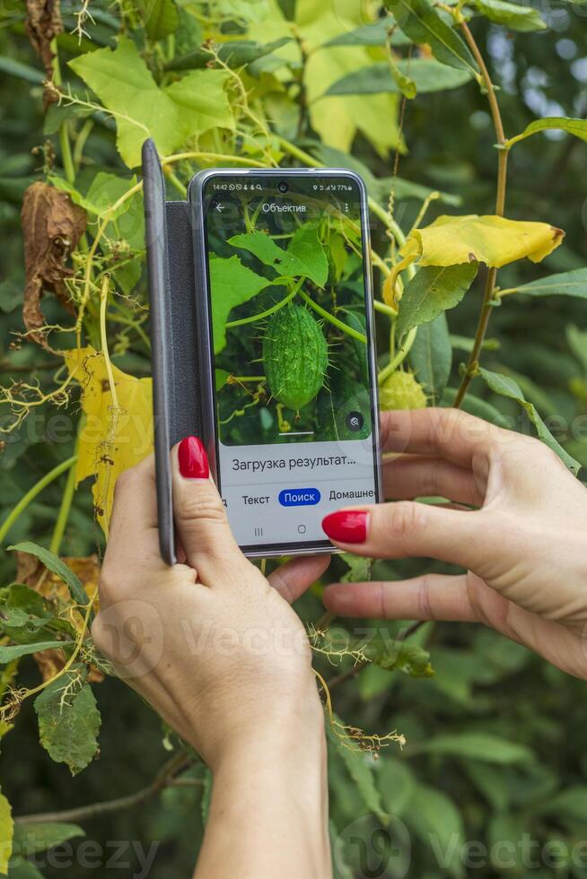 Close up shot of the woman performing internet search by image of the echinocystis lobata or wild cucumber. Technology photo