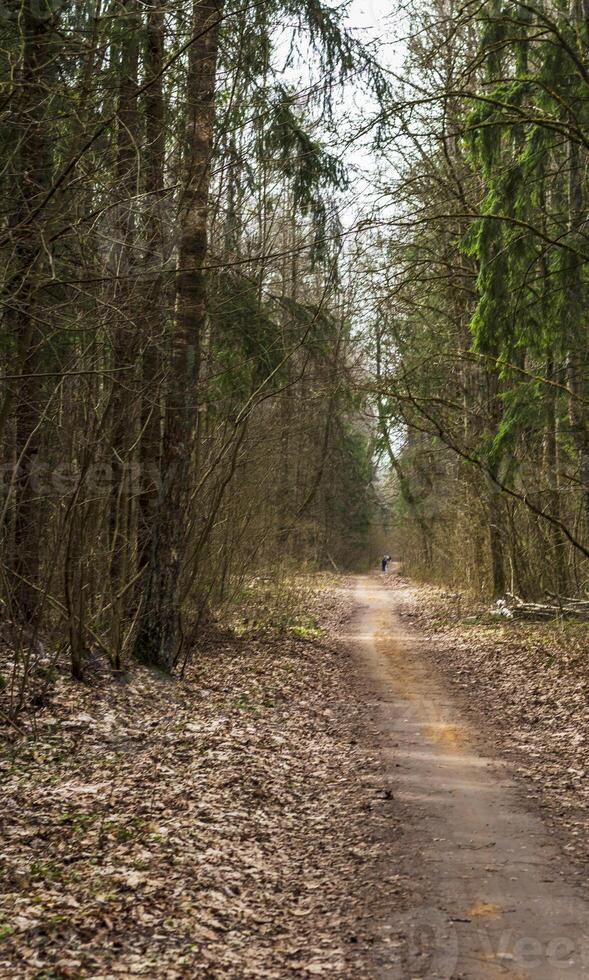 Landscape shot of the forest. Nature photo