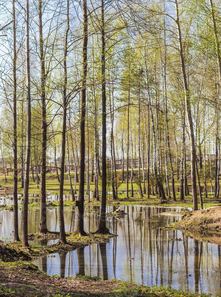 Landscape shot of the forest. Nature photo