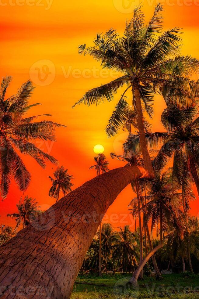 Silhouette coconut palm trees on garden at sunset. Vintage tone. photo