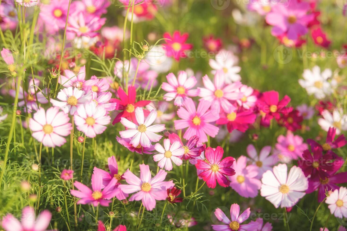 Cosmos flowers in the garden with sunlight. Vintage tone photo