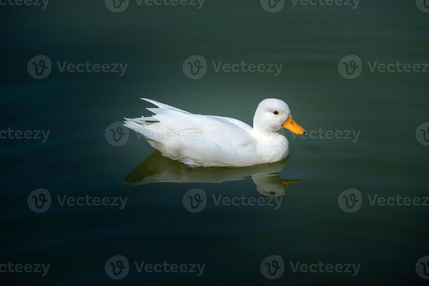 White duck swimming on a still calm lake at sunset photo