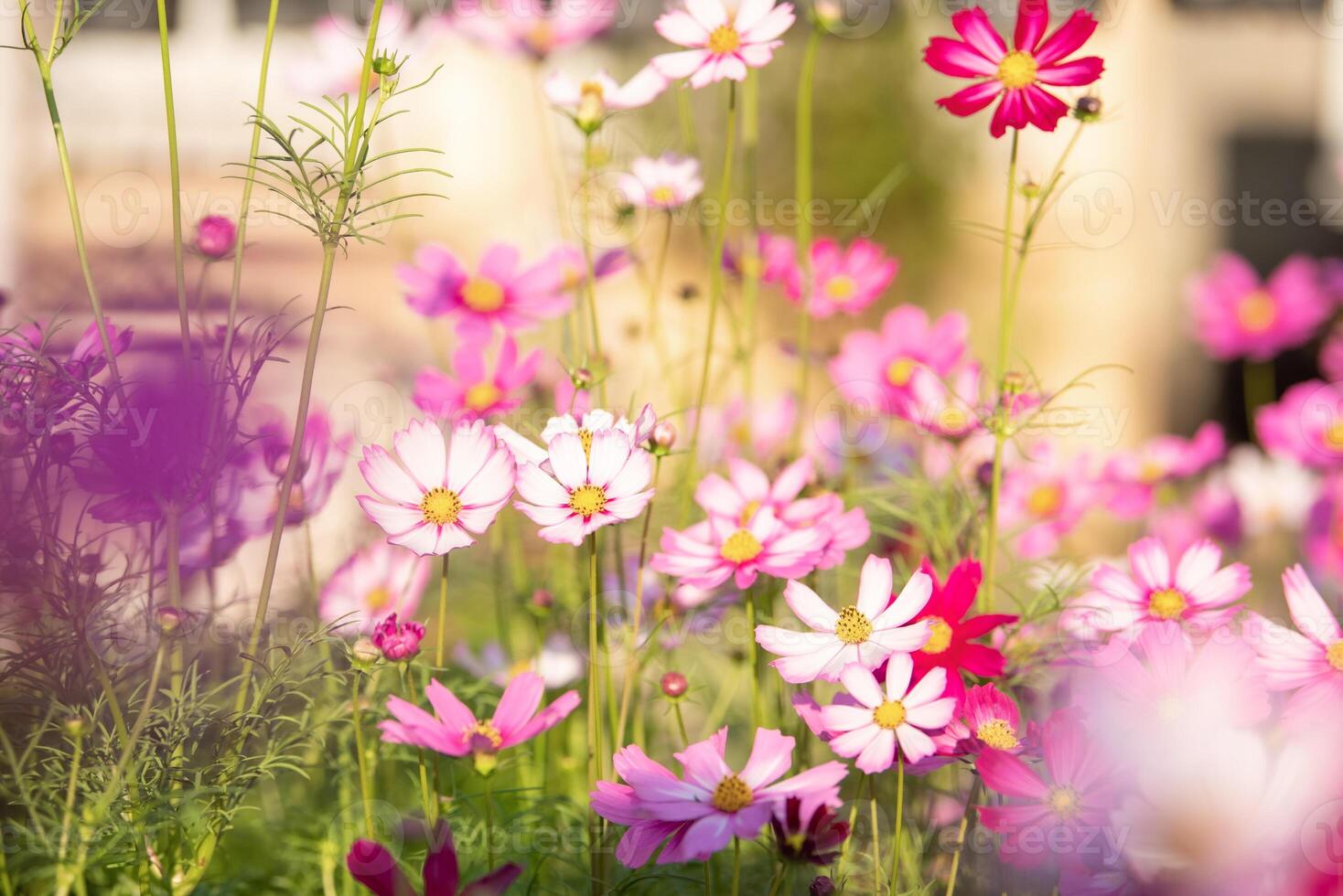 Cosmos flowers in the garden with sunlight. Vintage tone photo