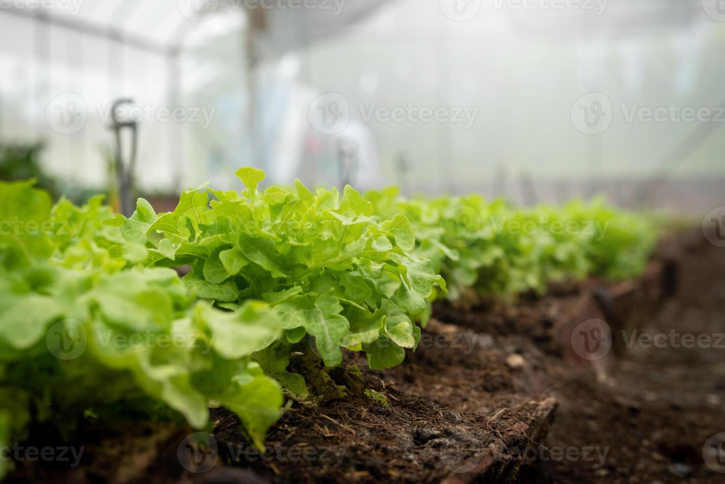 Vegetable garden at morning the summer day in industrial greenhouse. Selective focus photo